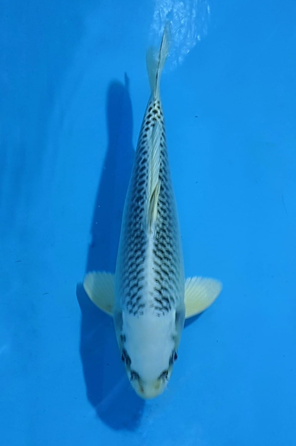 Juara 2