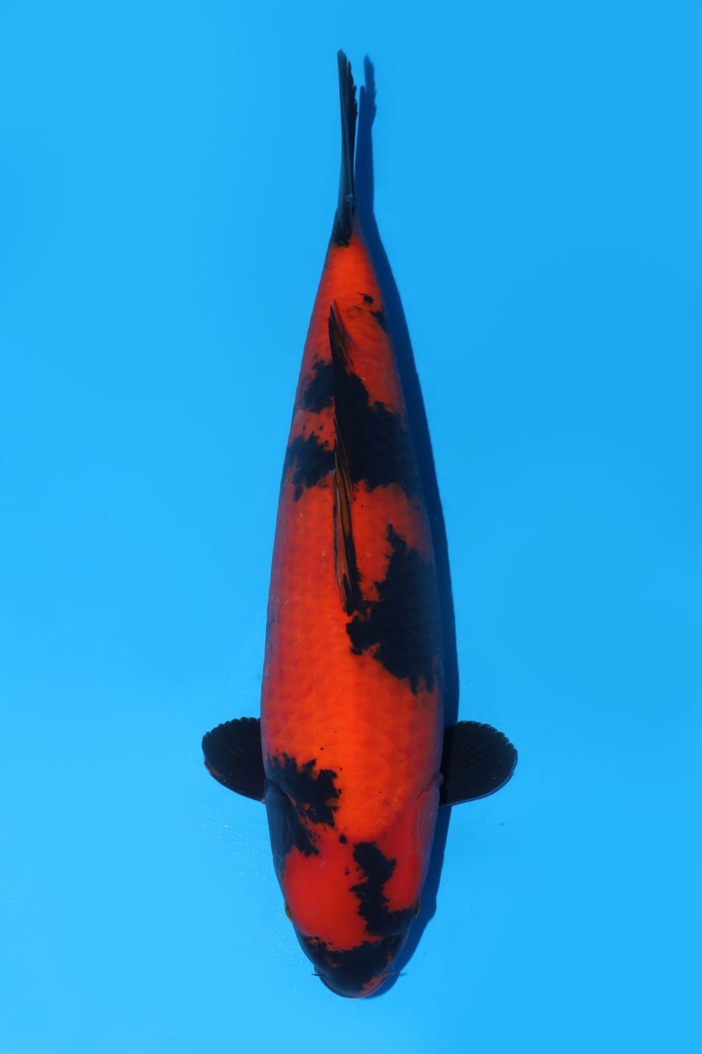 Juara 1