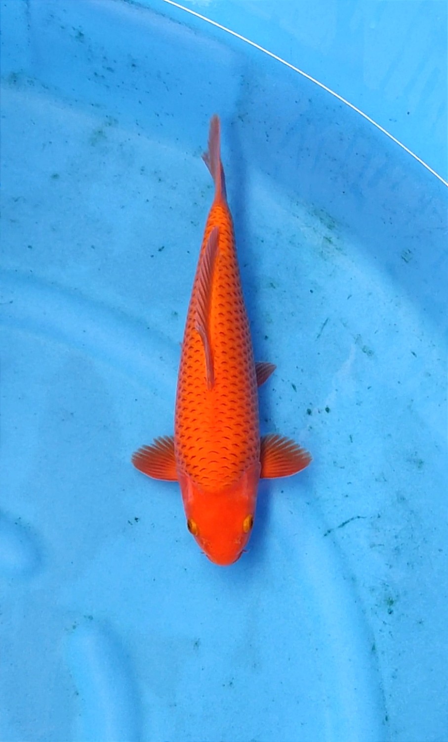 Juara 2