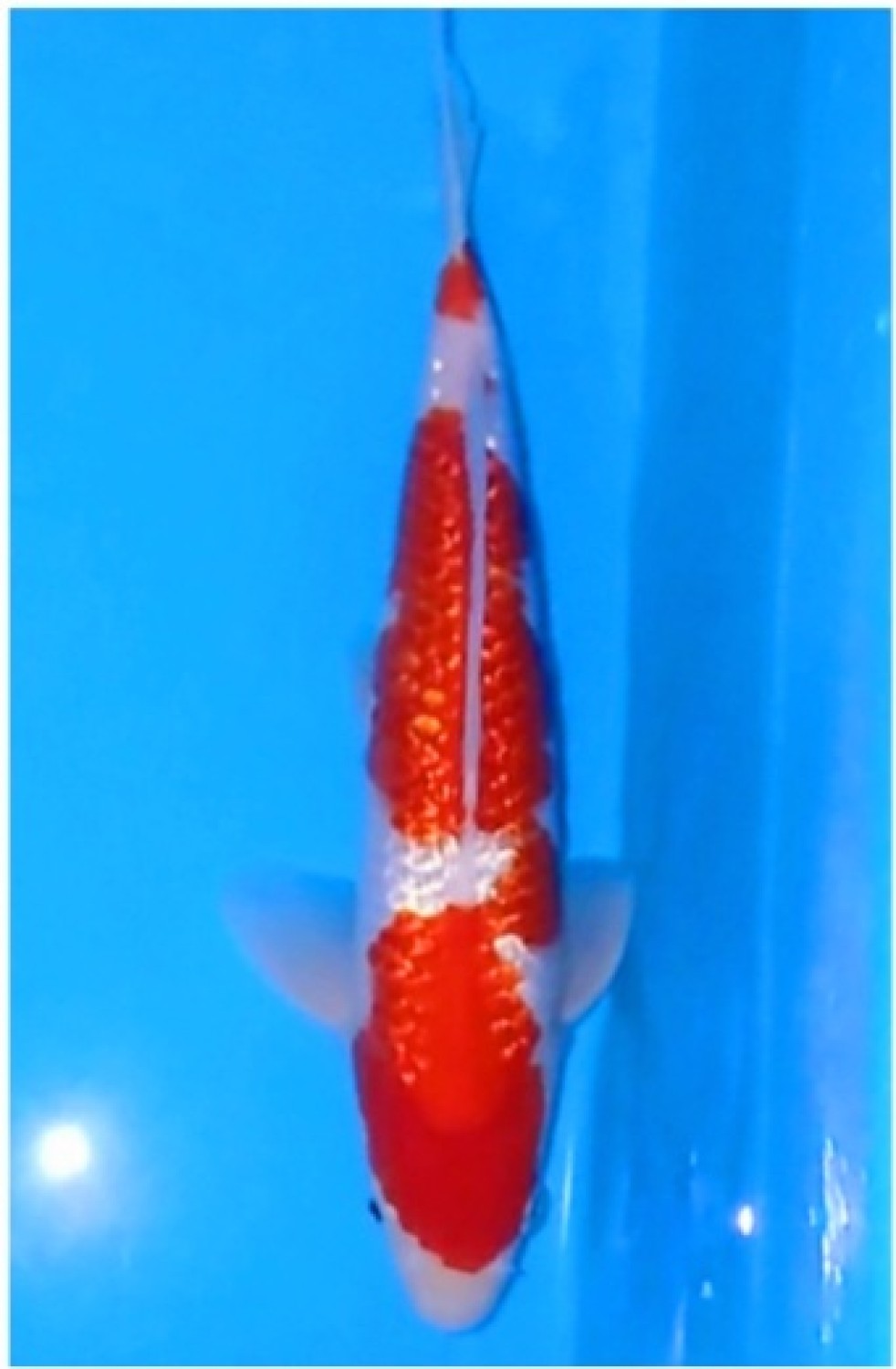 Juara 4