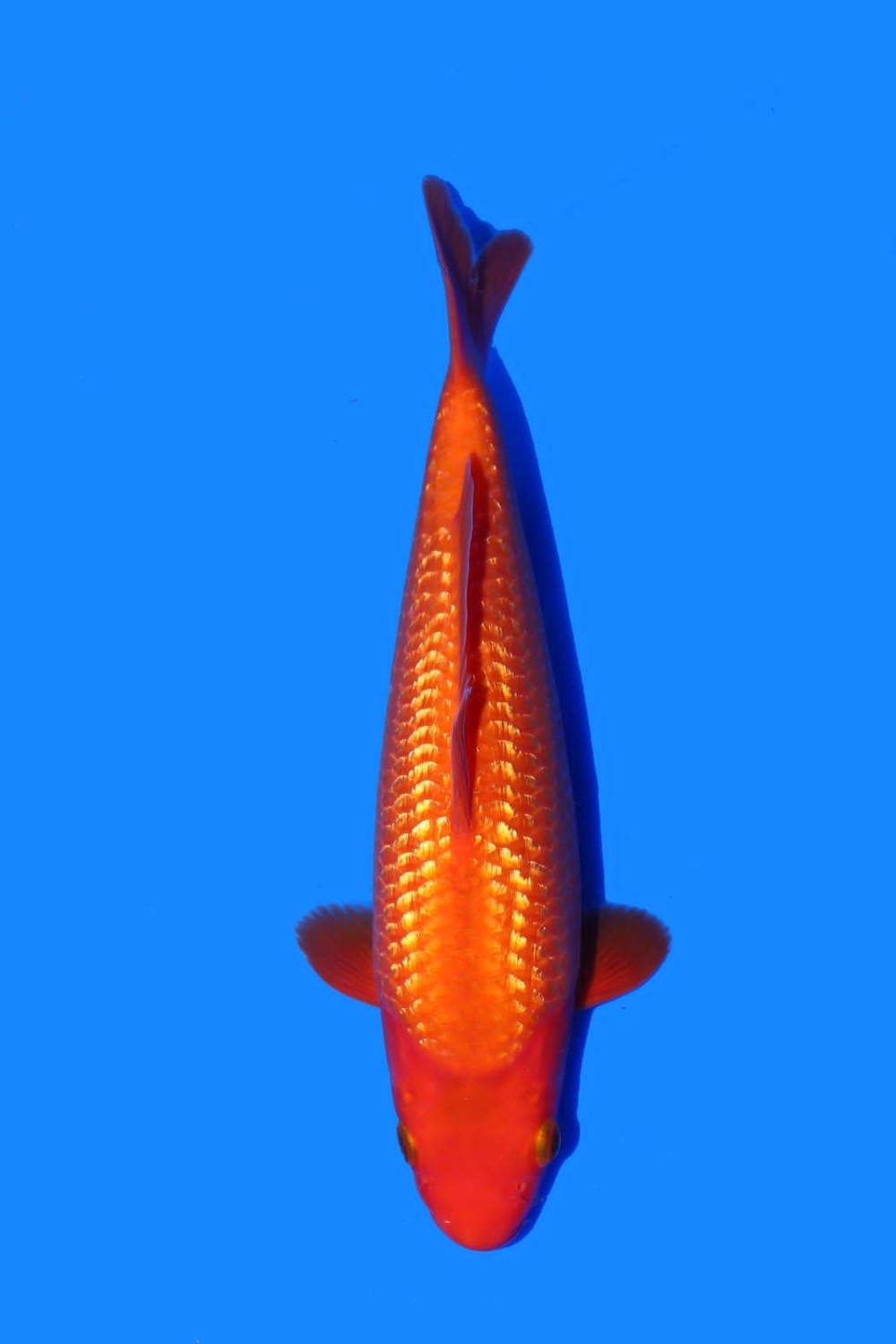 Juara 5