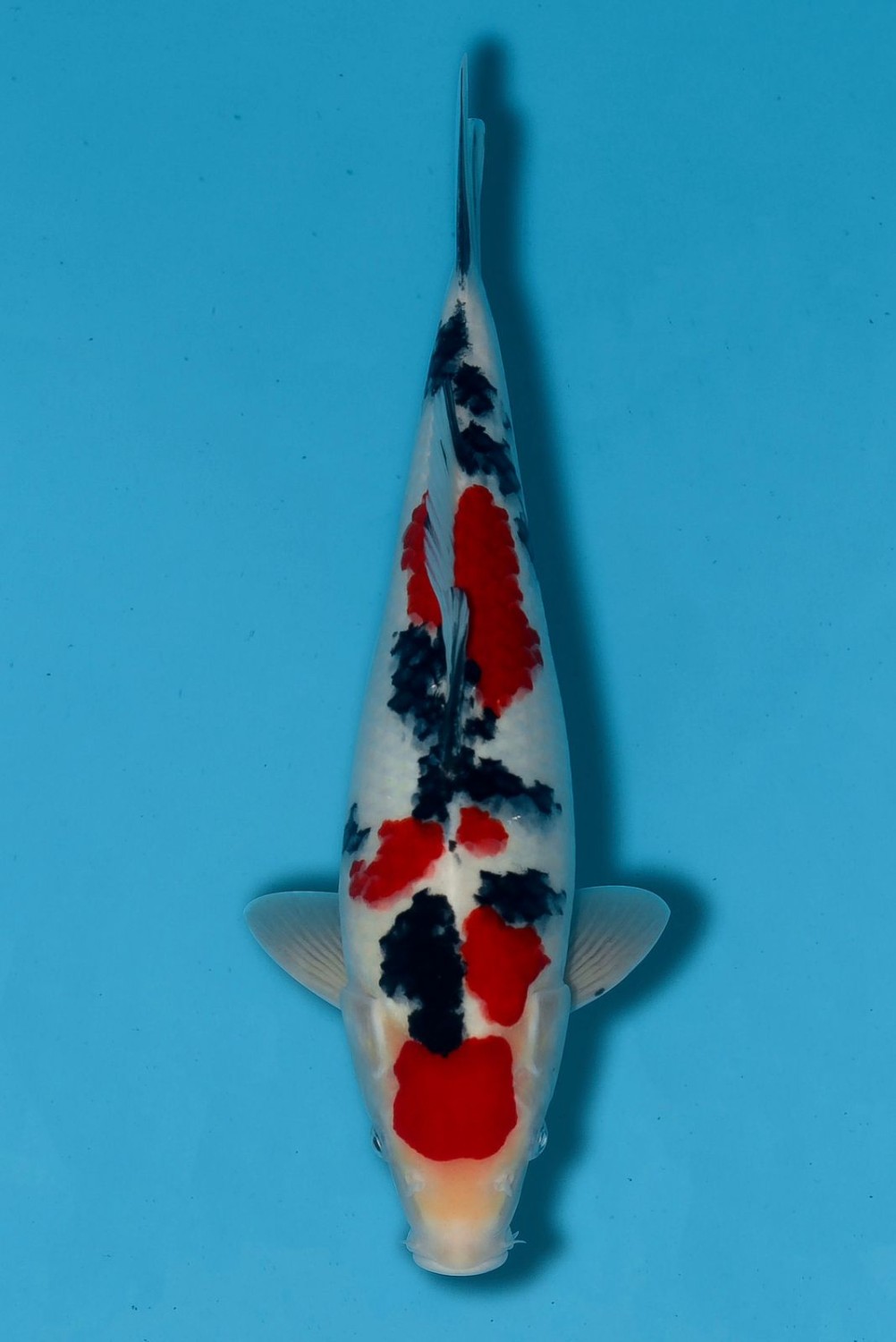 Juara 5