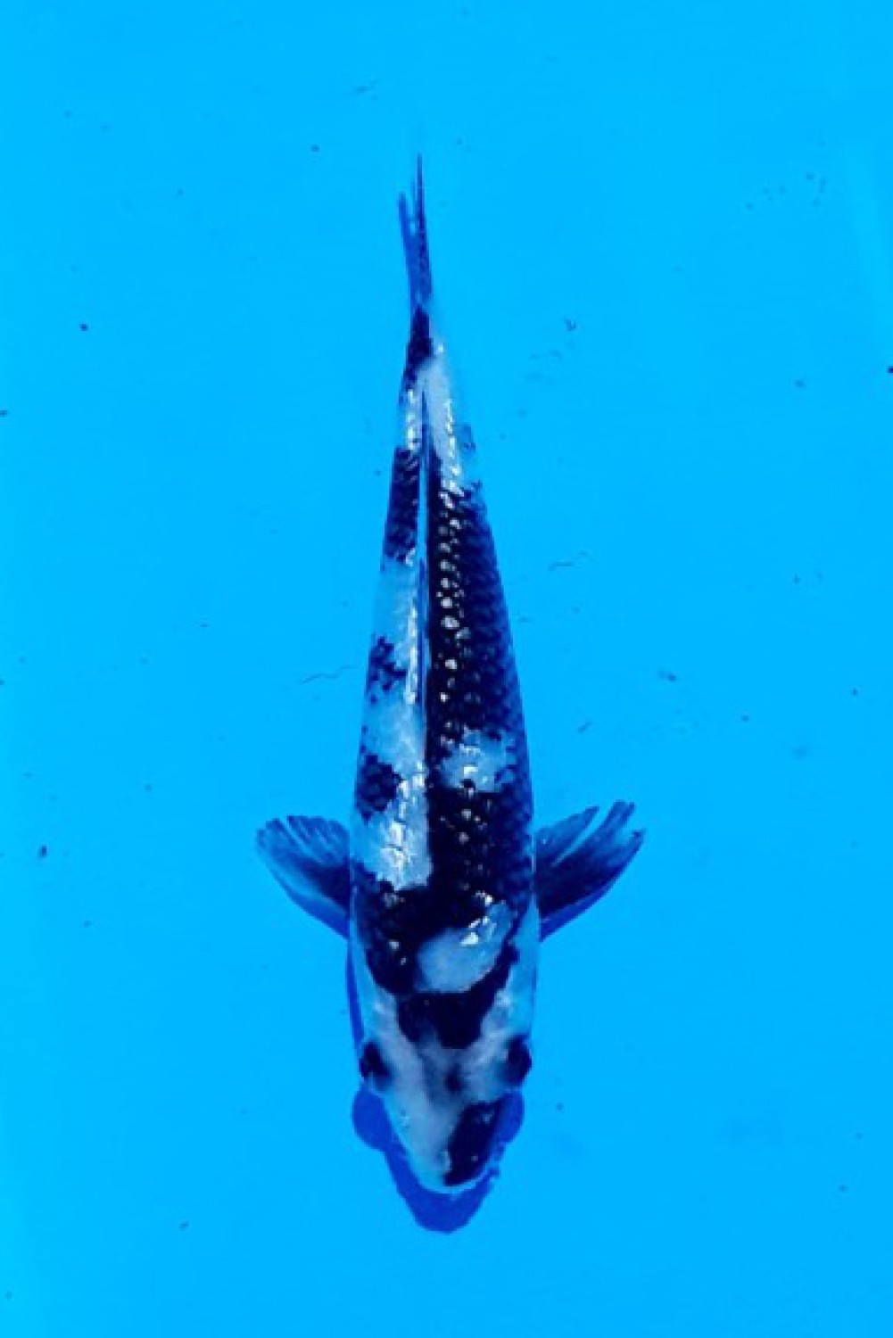 Juara 4