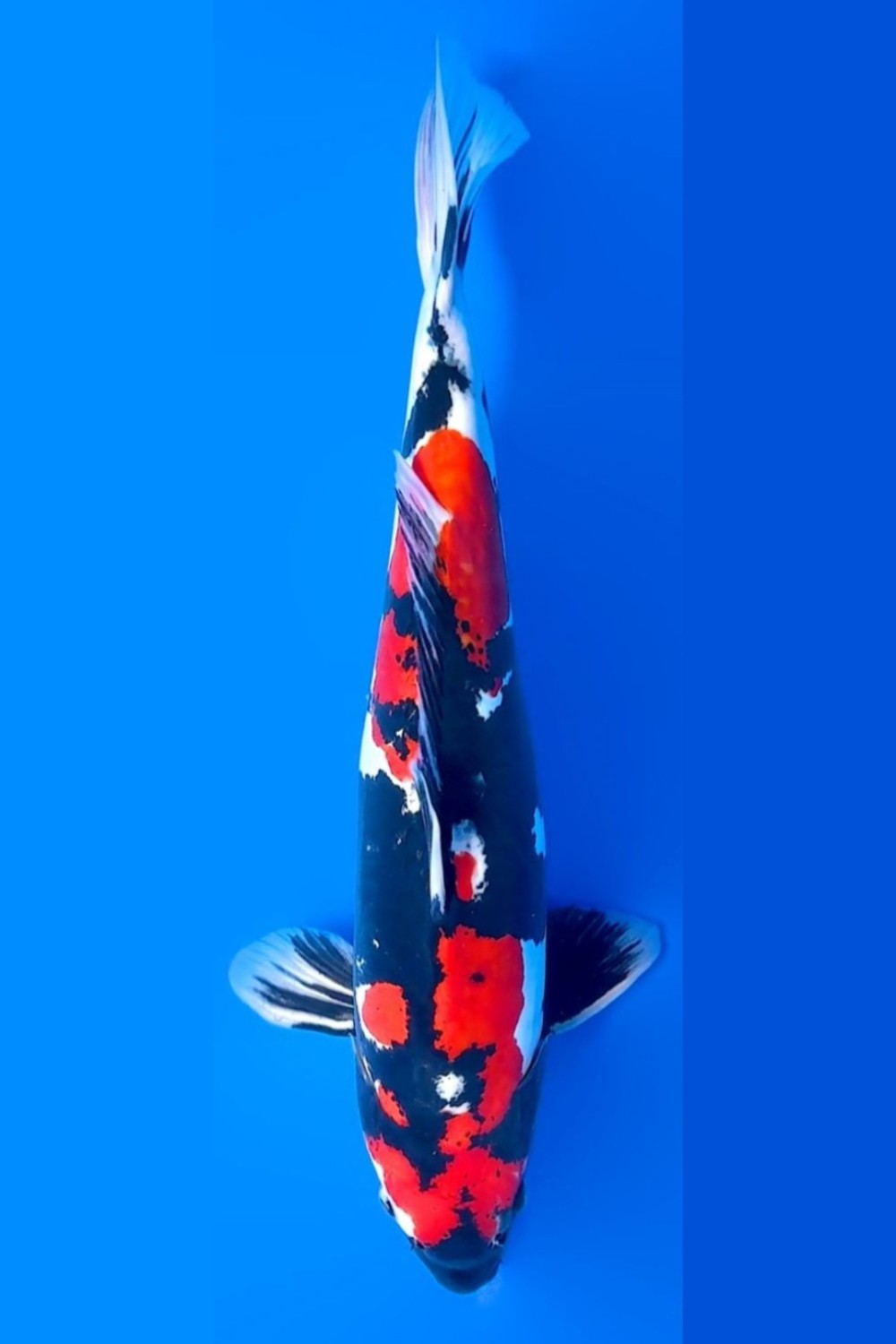 Juara 2