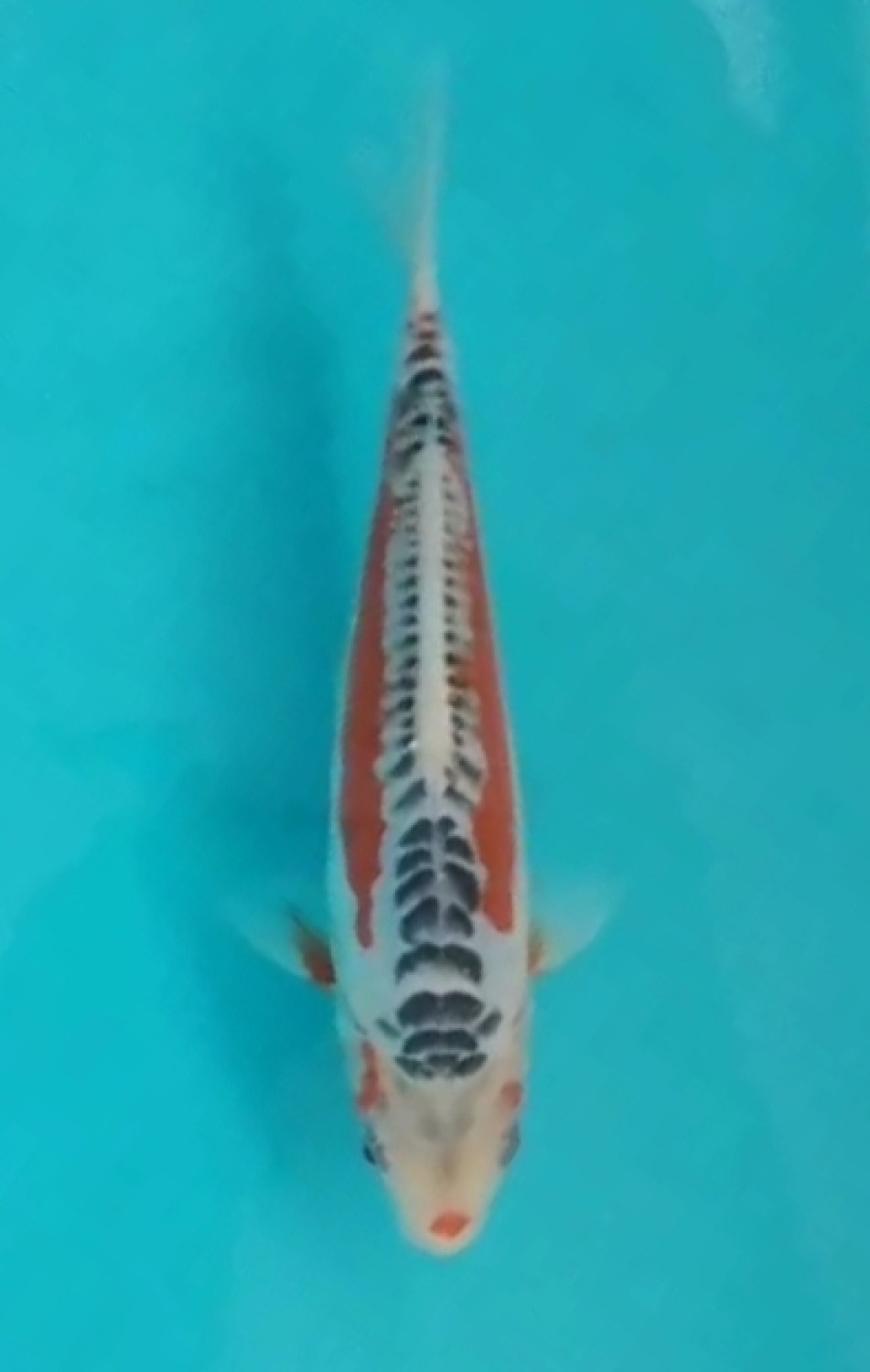 Juara 1