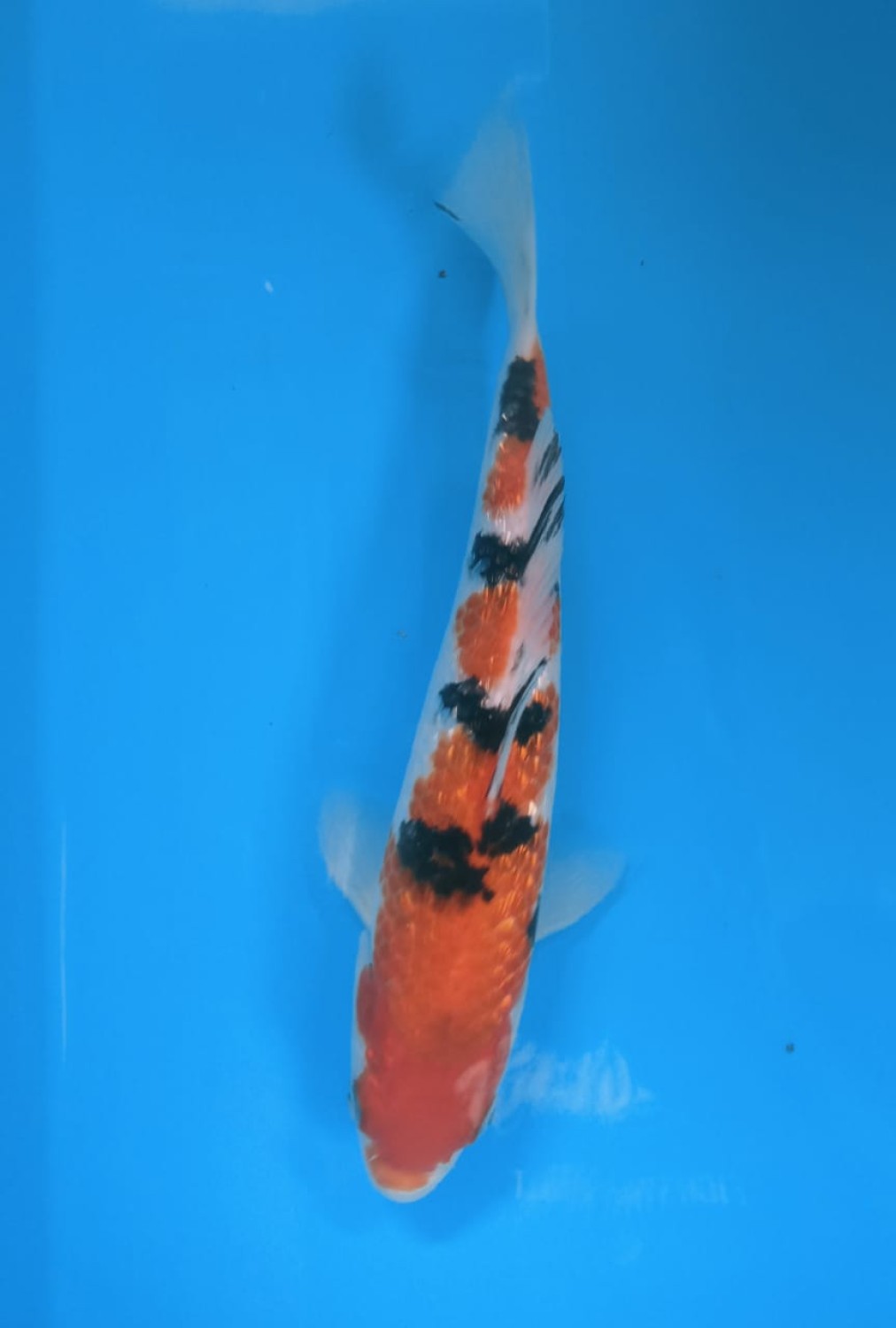 Juara 5