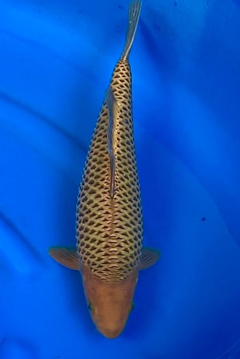 Juara 3