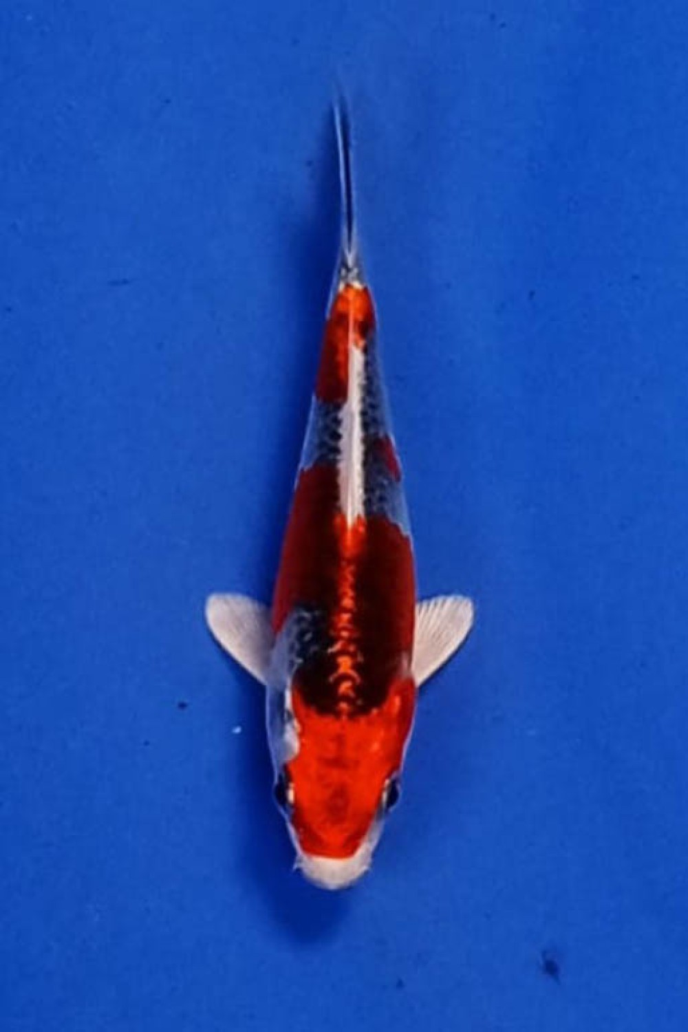 Juara 1