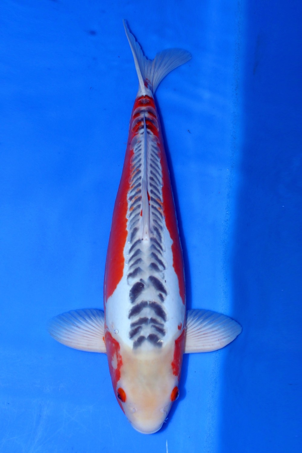 Juara 5