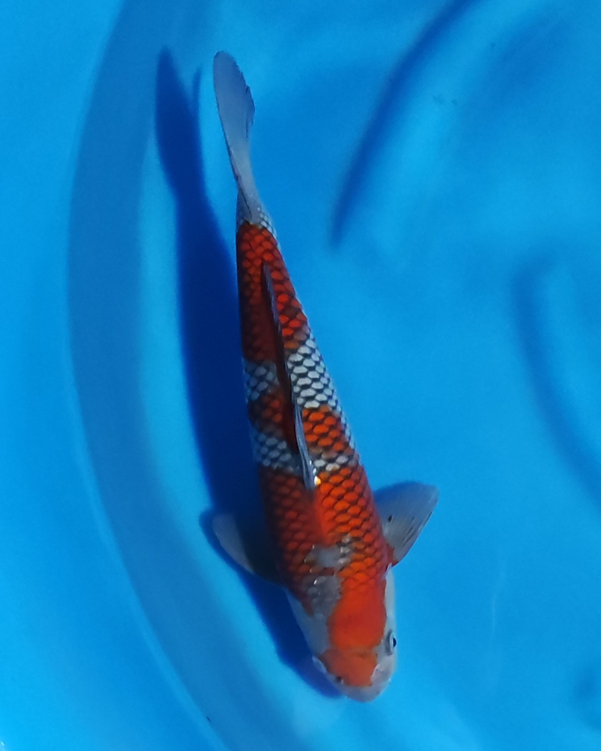 Juara 1