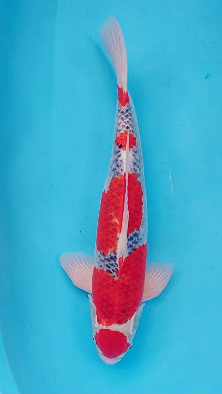 Juara 1