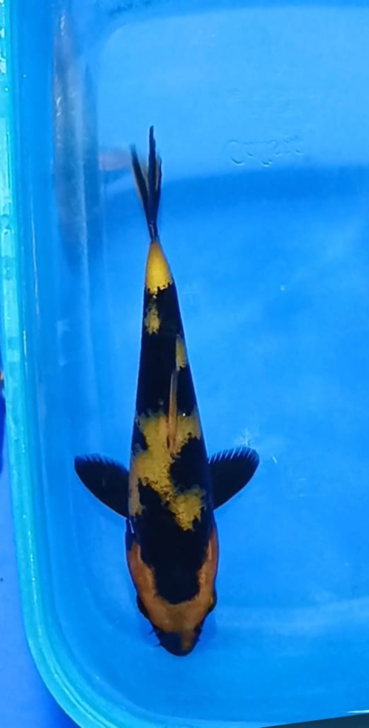 Juara 4