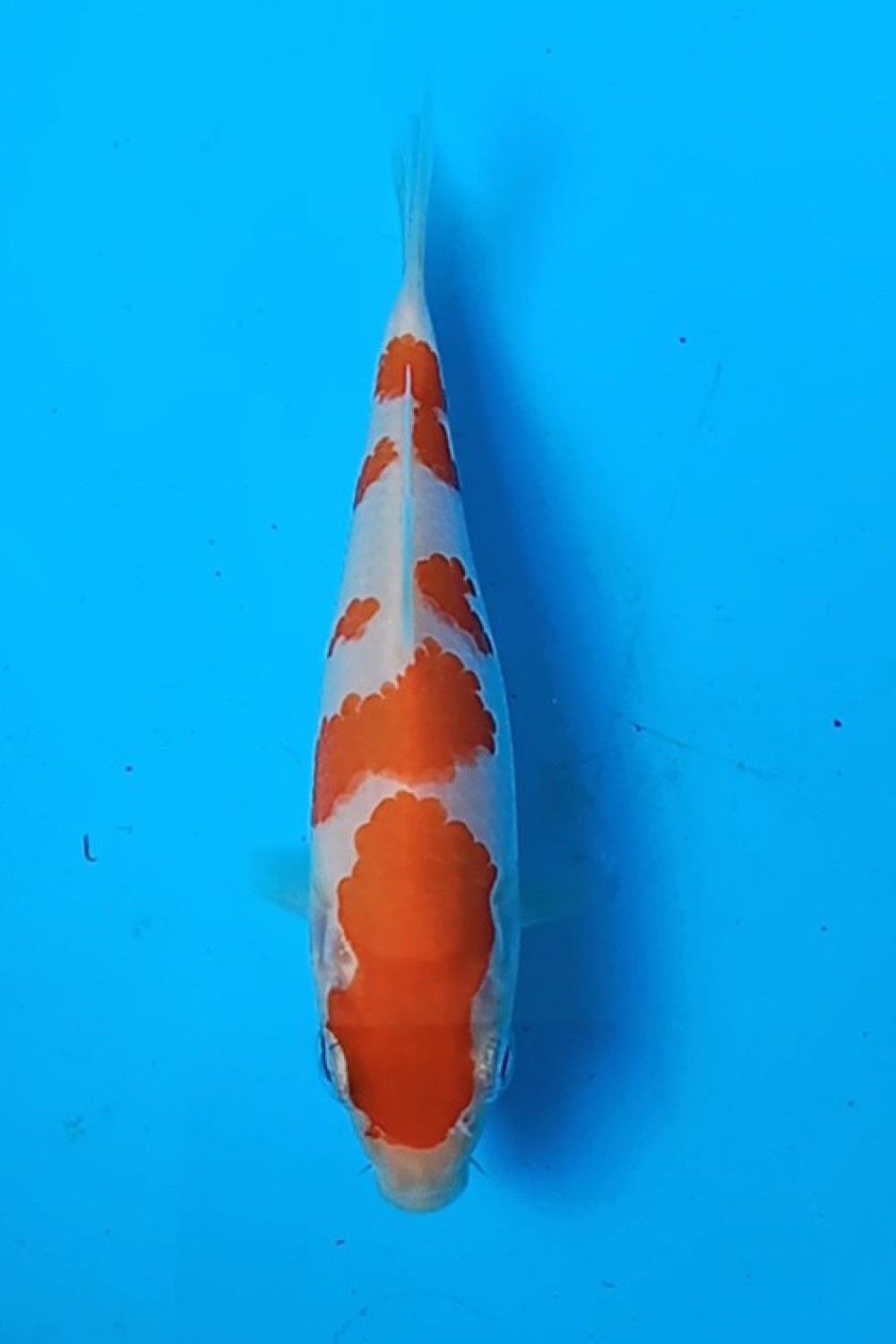 Juara 4