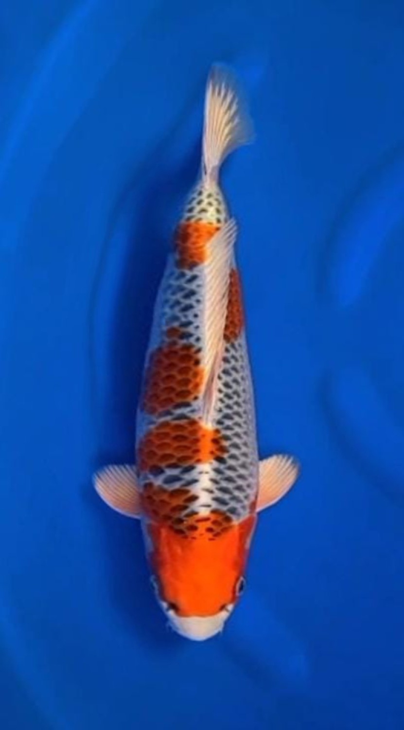 Juara 2
