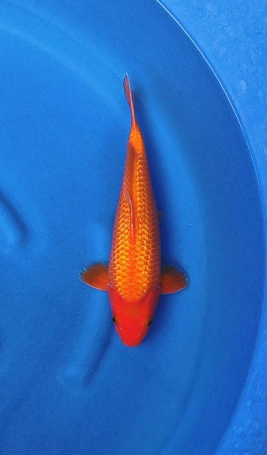 Juara 3