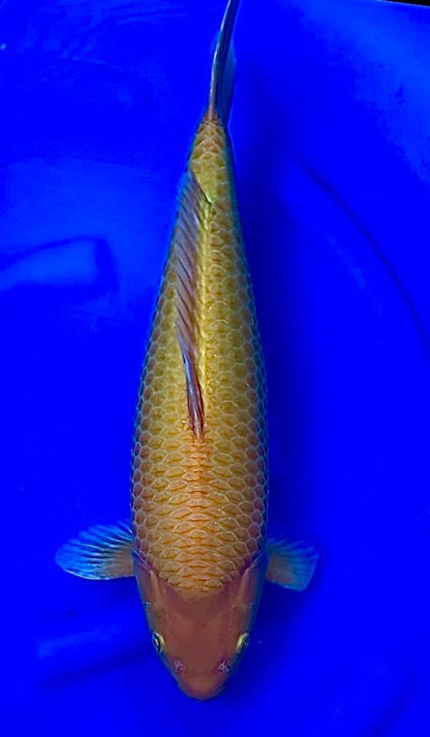 Juara 5