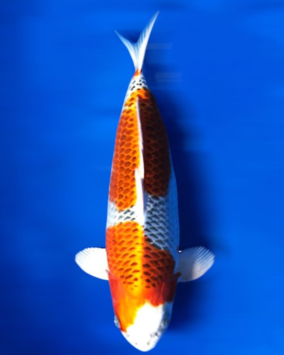 Juara 2
