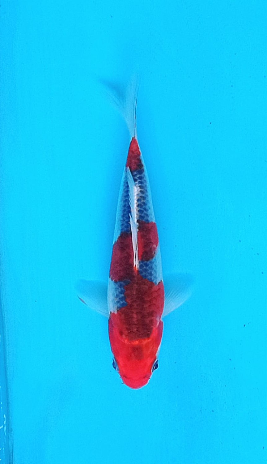 Juara 1