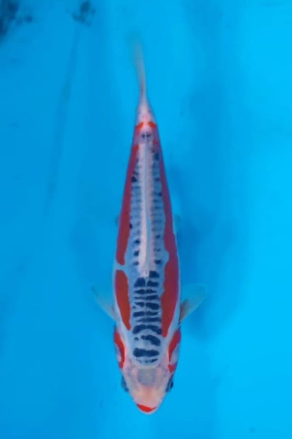 Juara 2