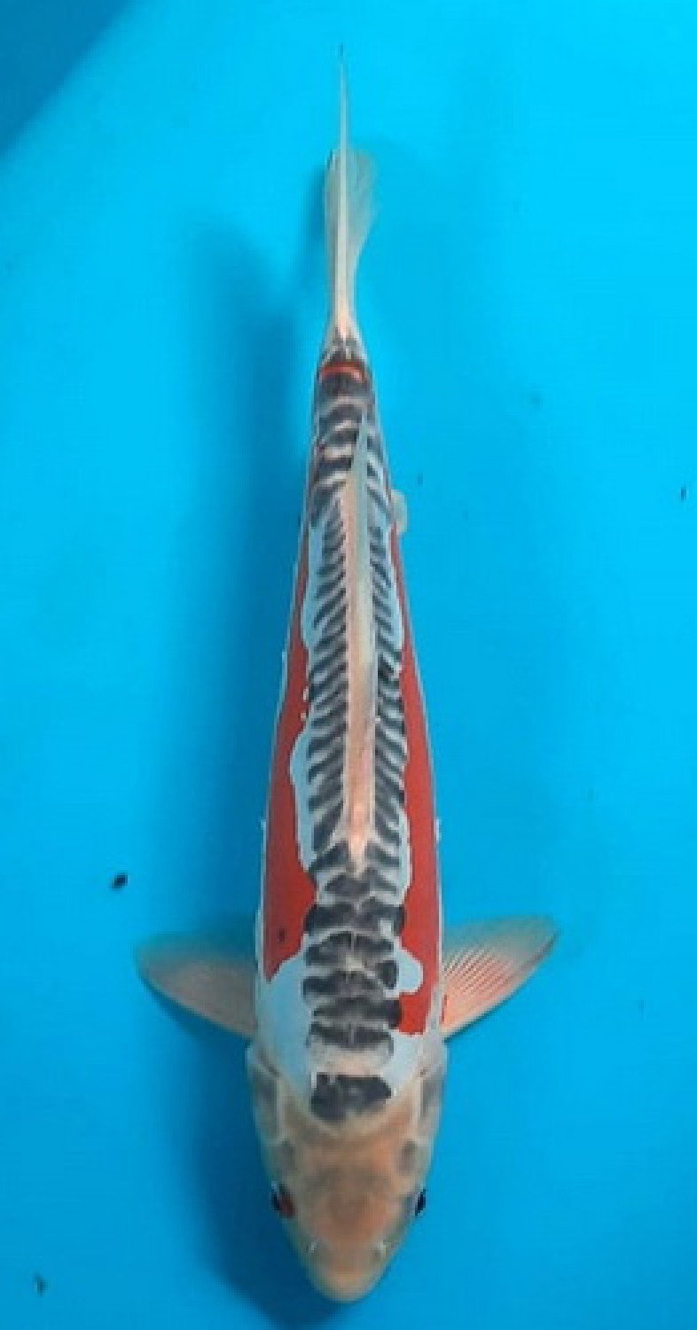 Juara 2
