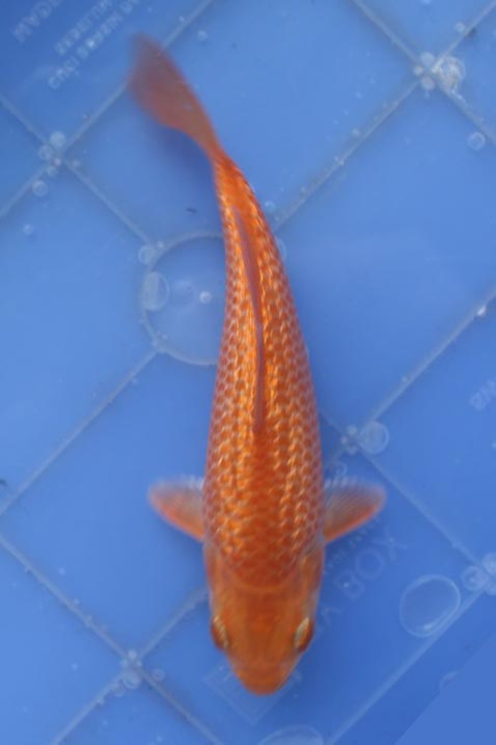 Best In Size E Up To 12 cm