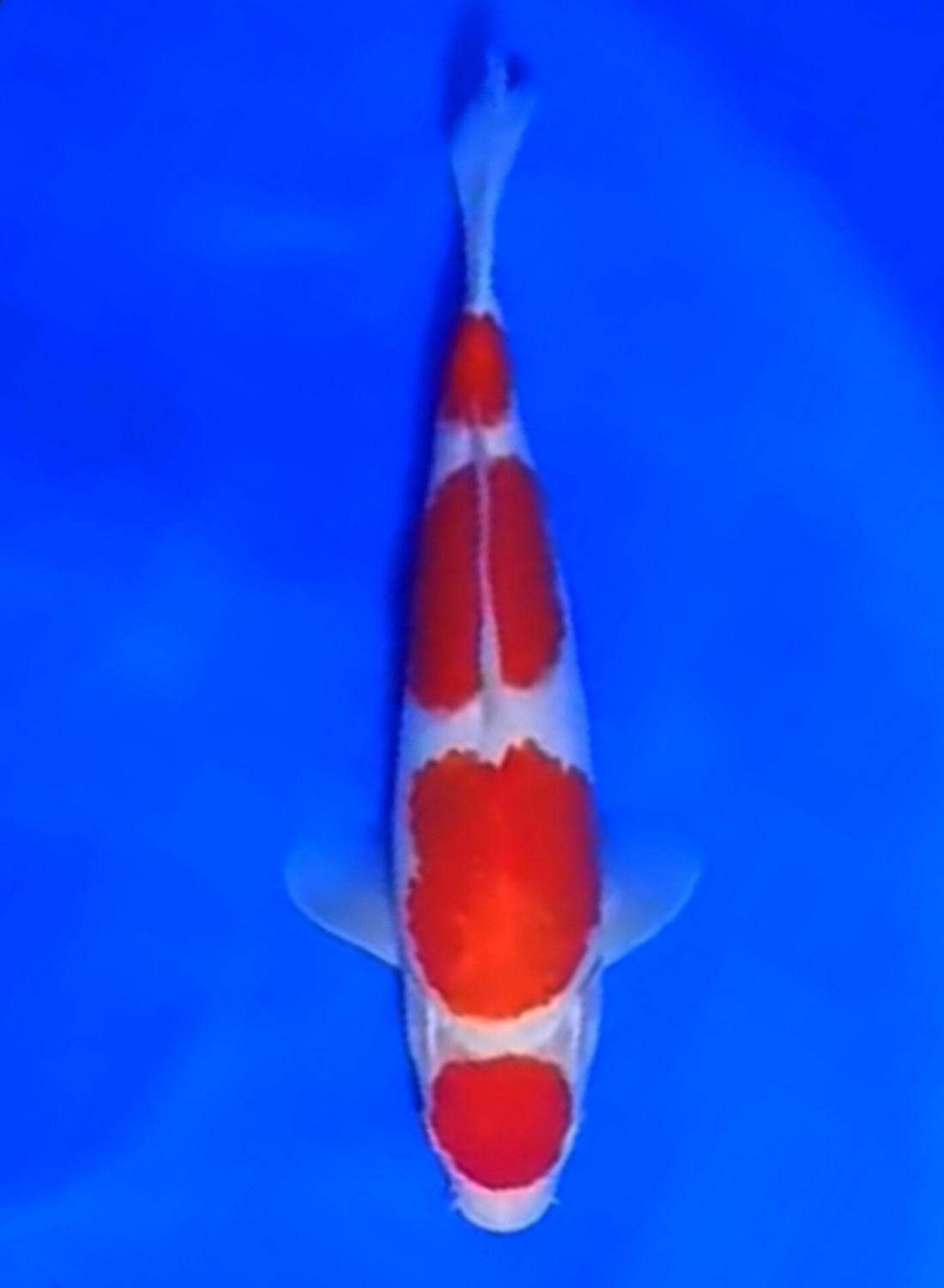Juara 3