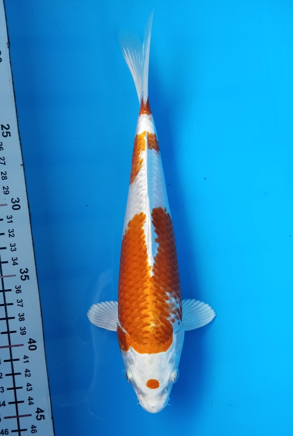 Juara 1