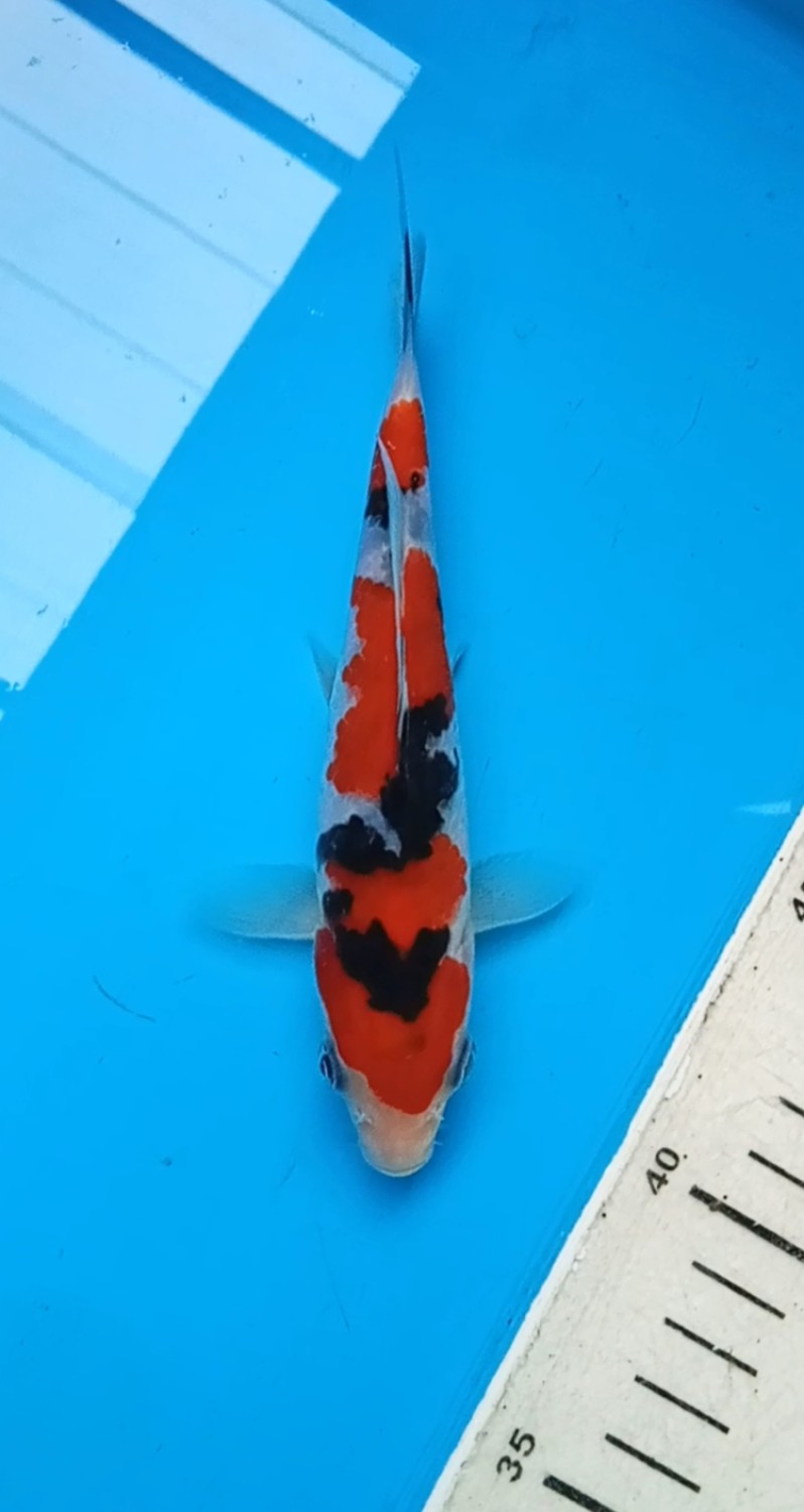 Best In Size A 13 - 15 cm