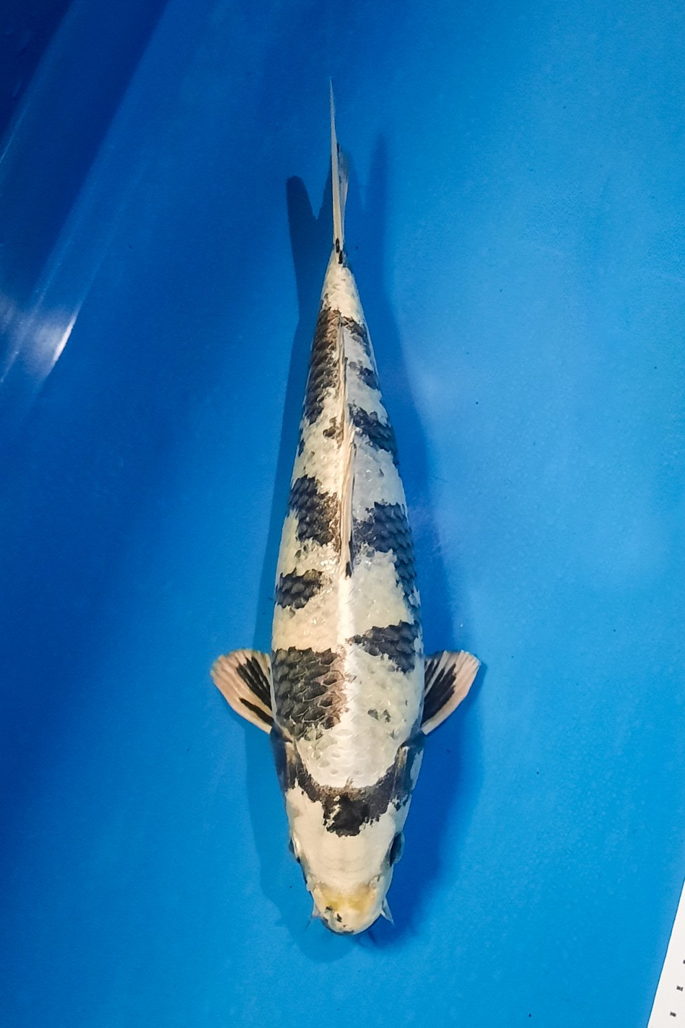 Juara 1