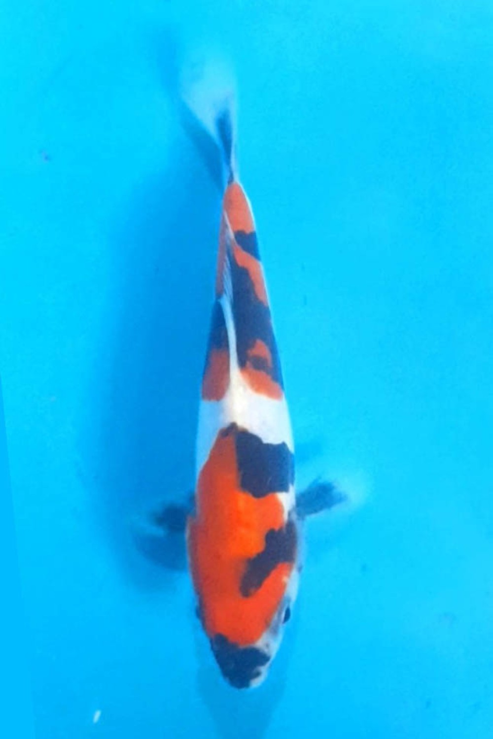 Juara 5