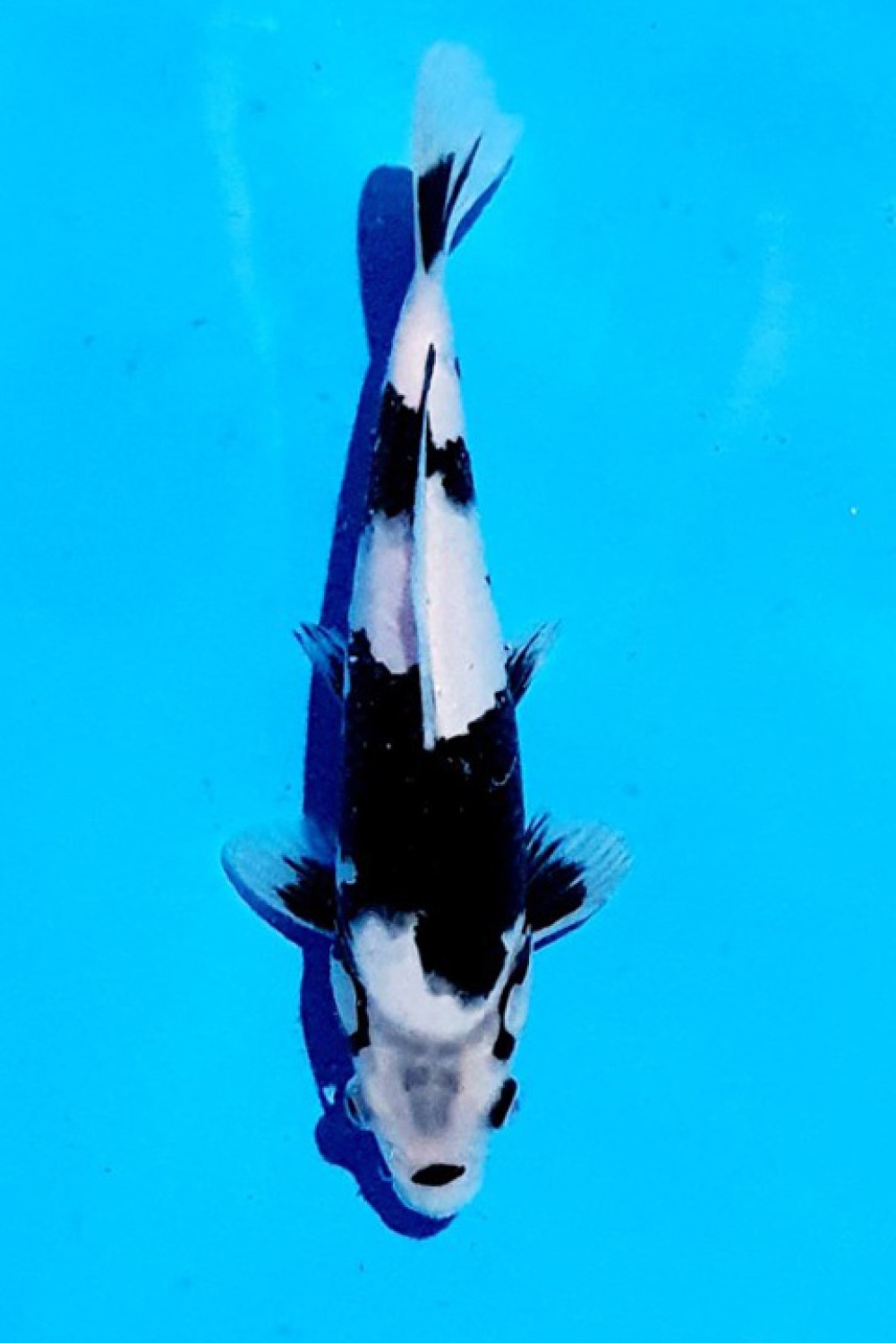 Juara 1