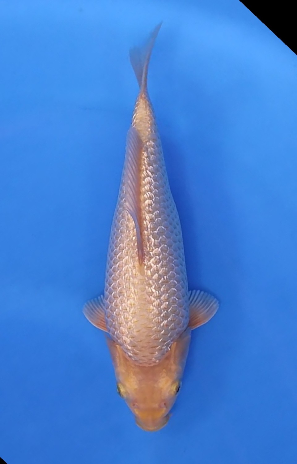 Best In Size E 26 - 30 cm