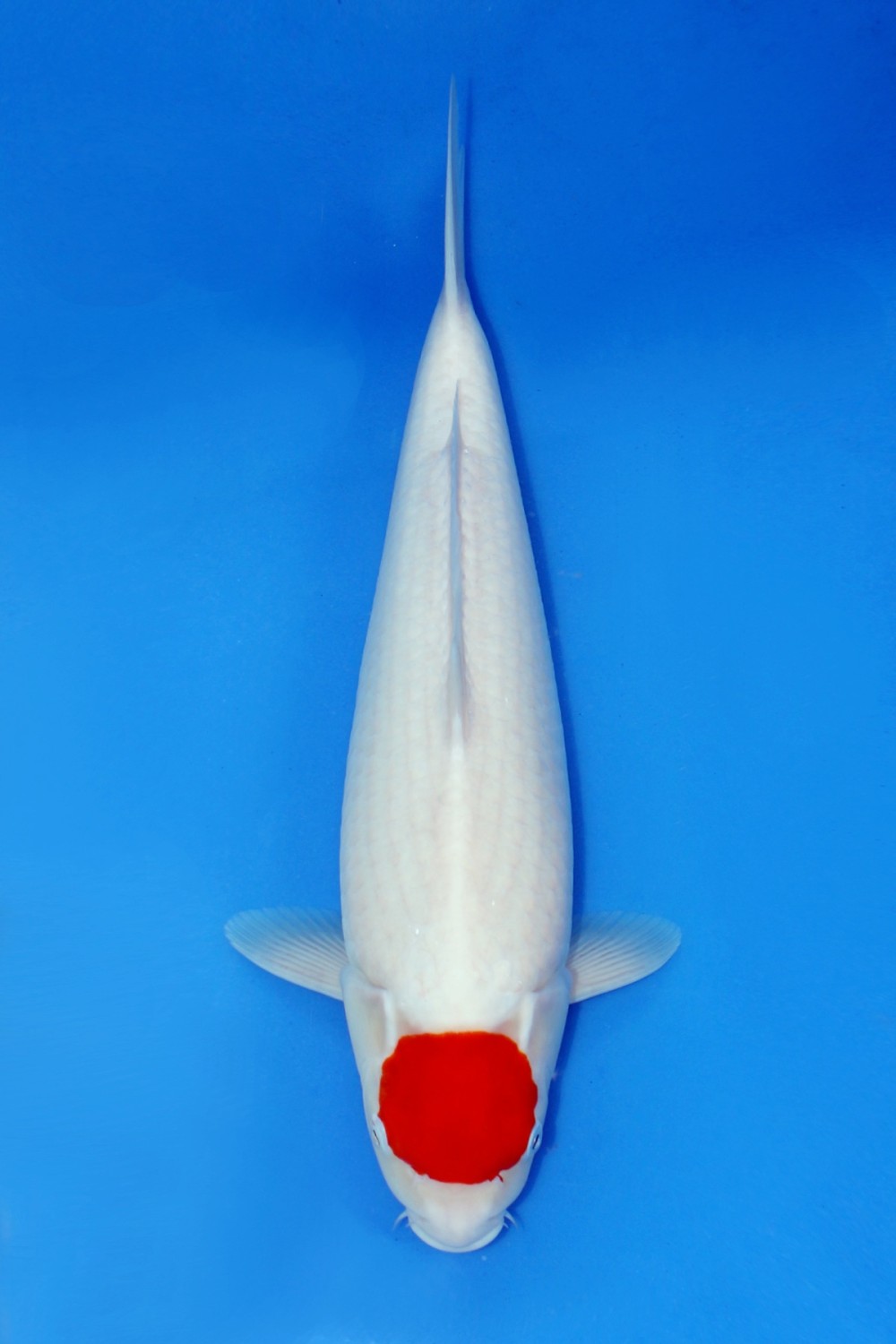 Juara 1