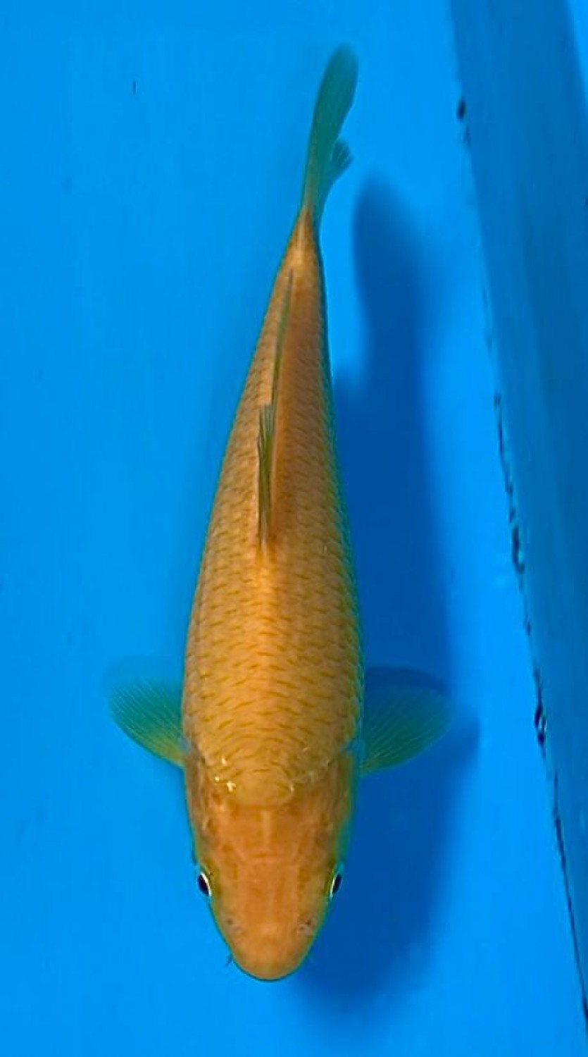 Juara 4