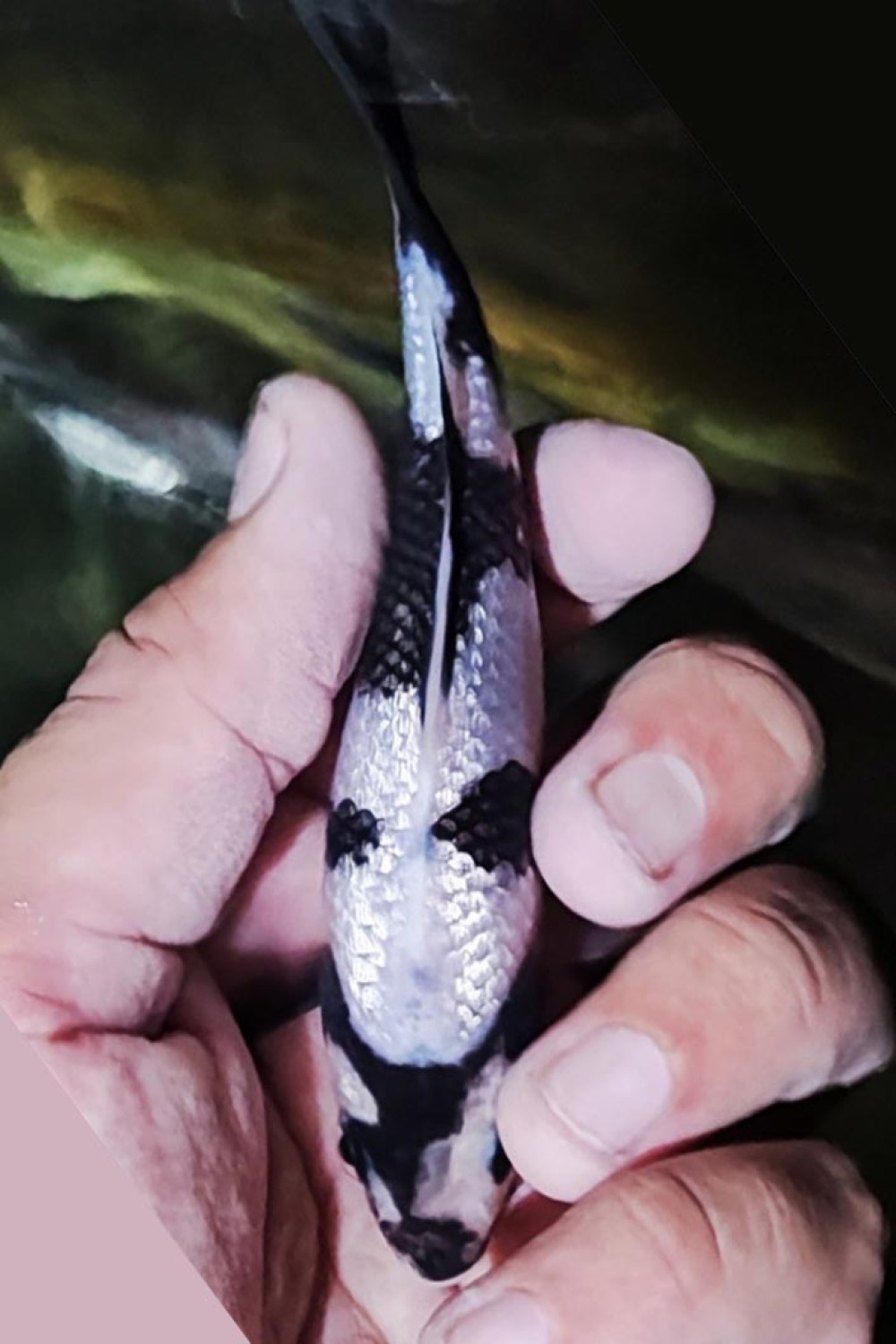 Juara 1
