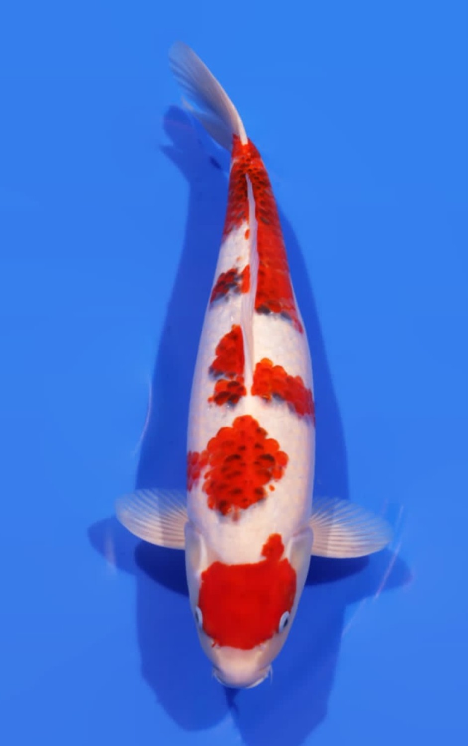 Juara 2
