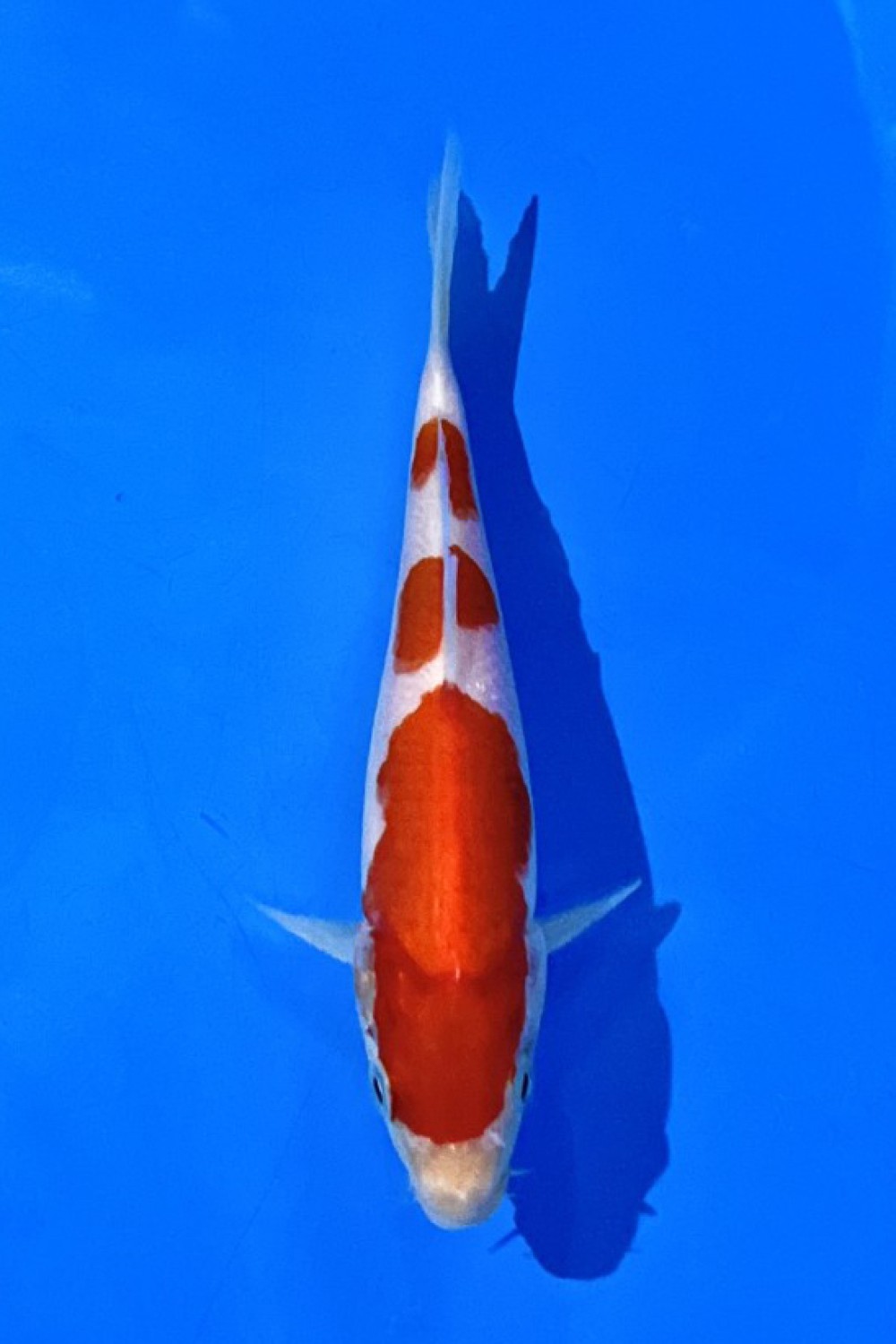 Juara 5