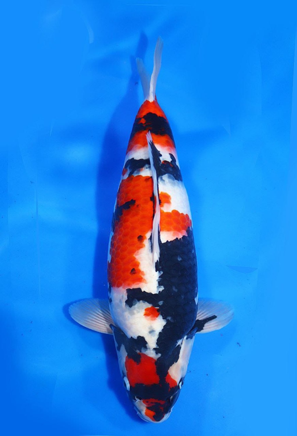 Juara 5