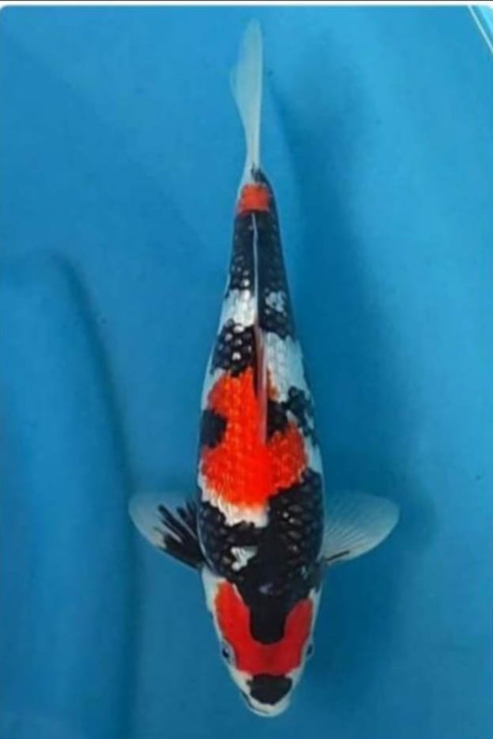 Juara 2