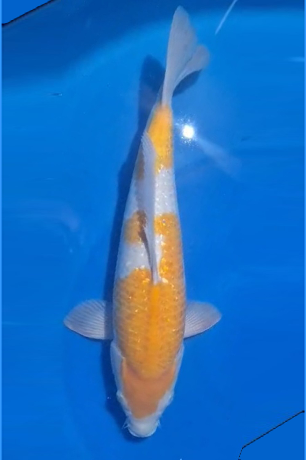 Juara 3