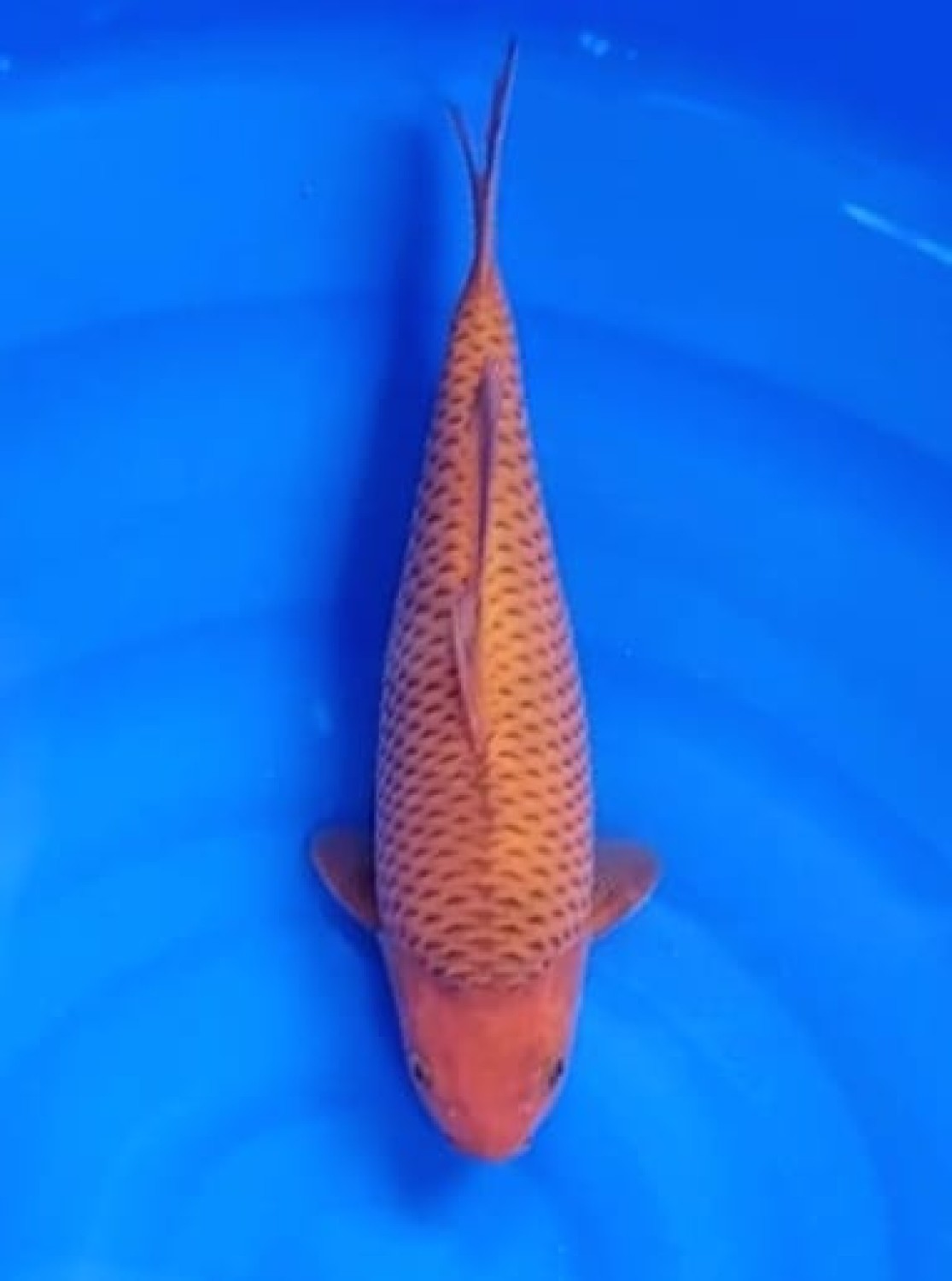 Best In Size E 31 - 35 cm