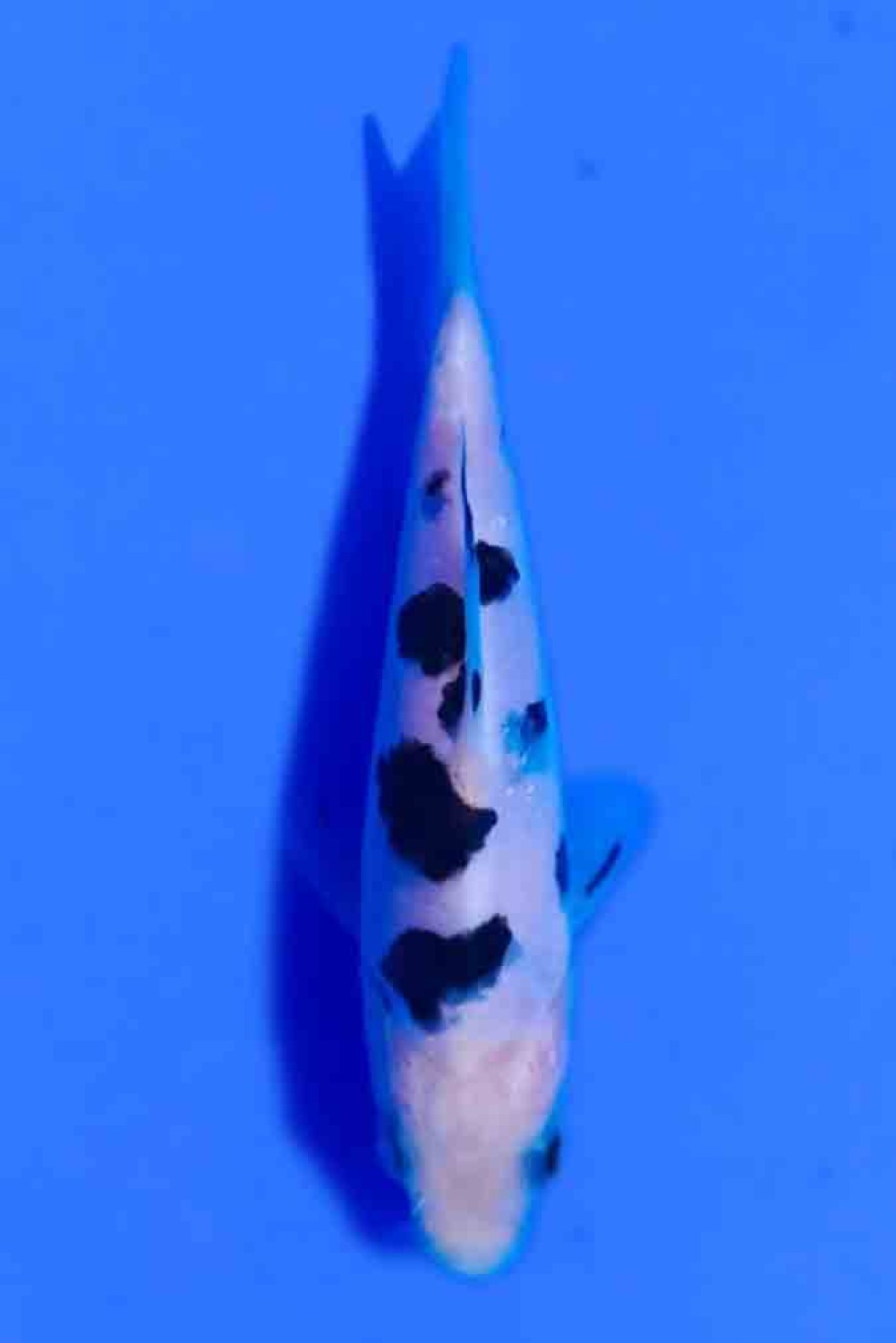 Juara 4