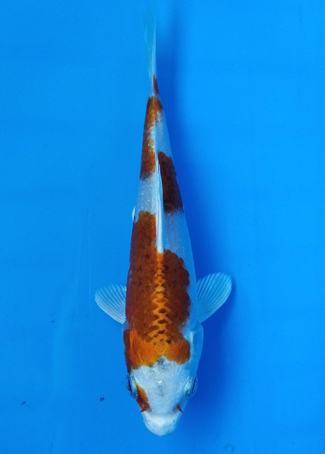 Juara 1