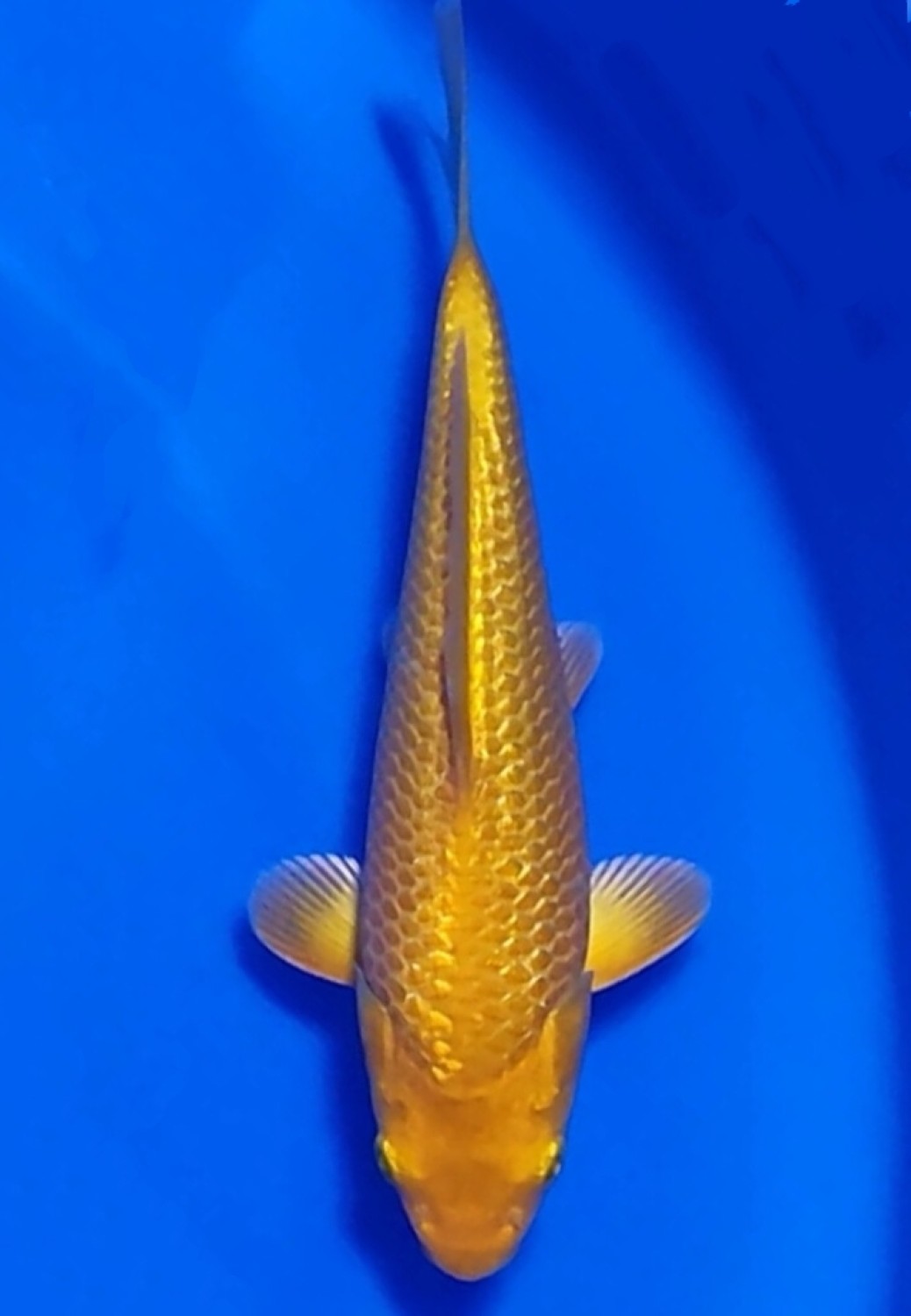 Best In Size E 21 - 25 cm