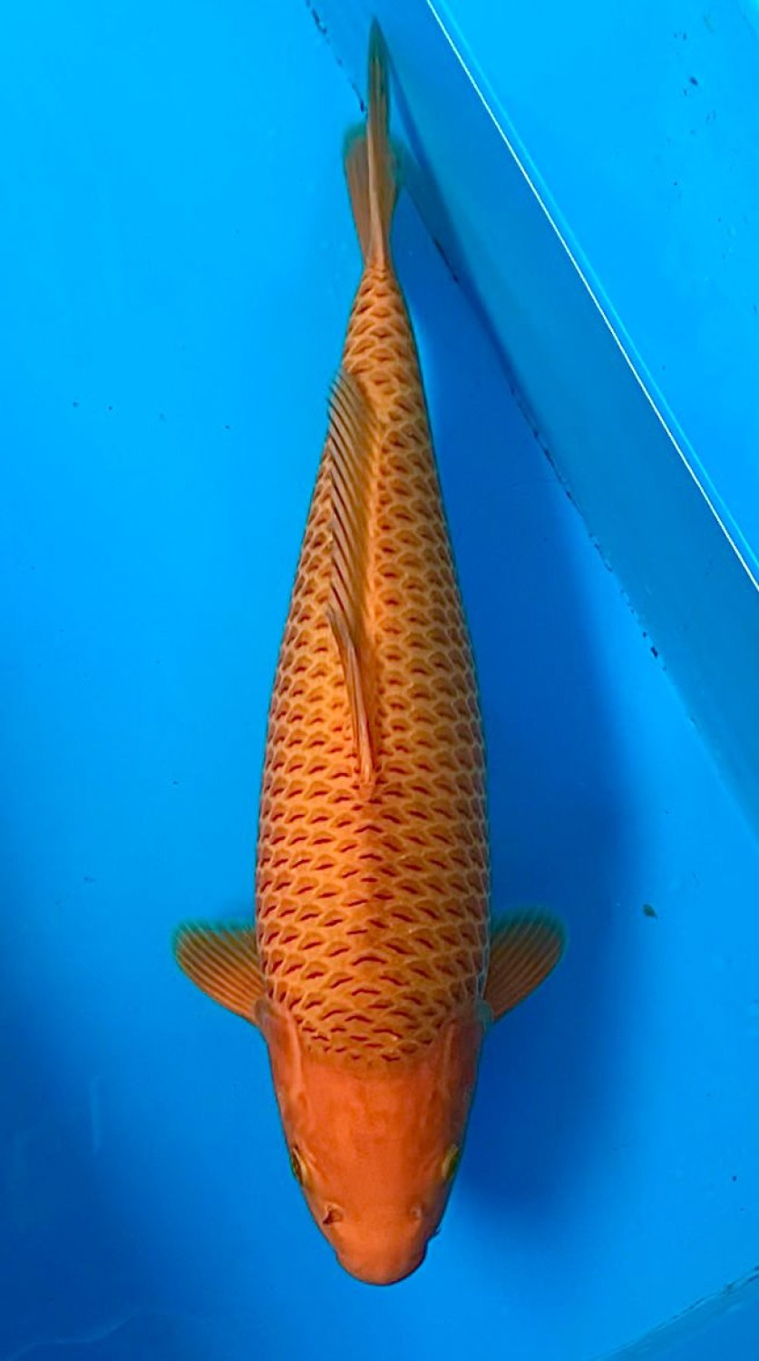 Juara 5