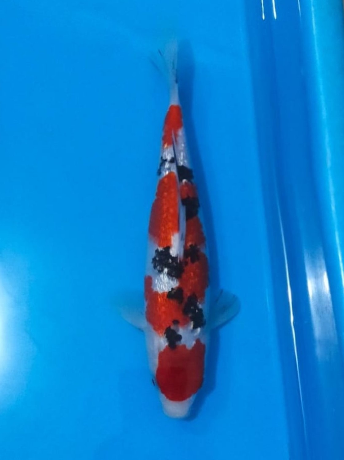 Juara 4
