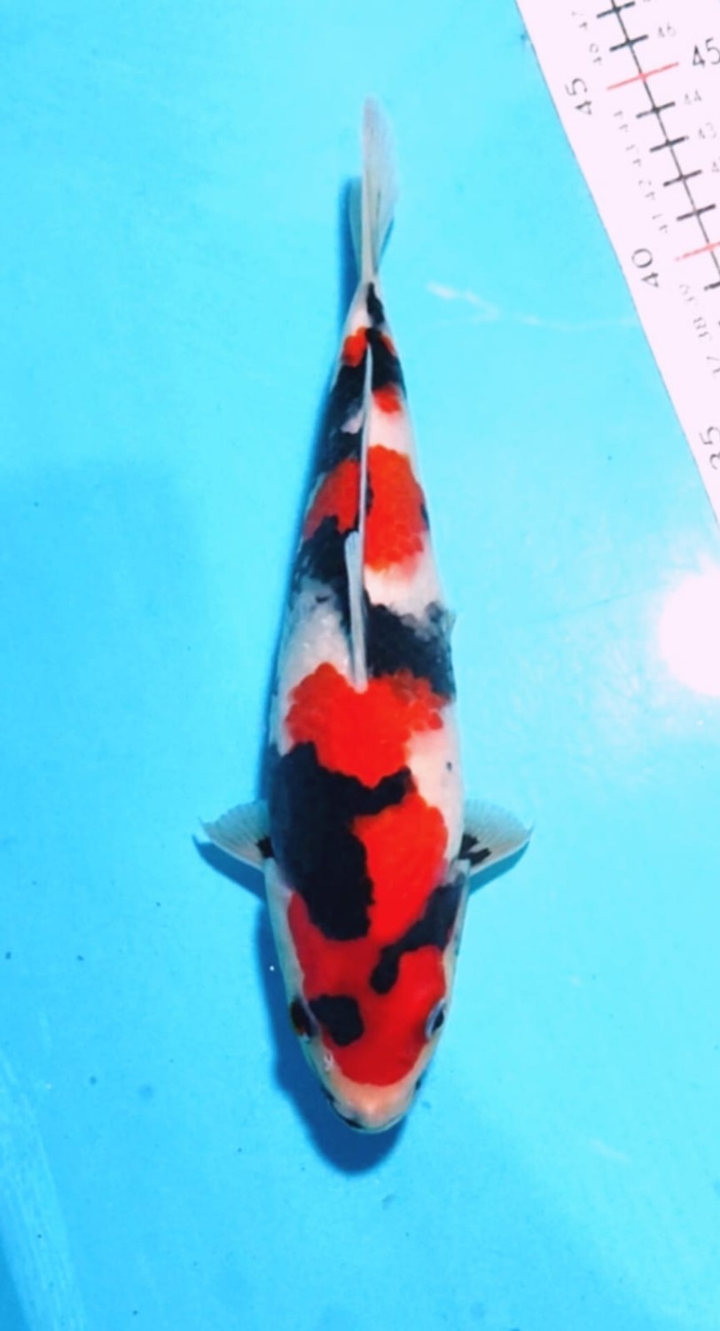 Juara 1