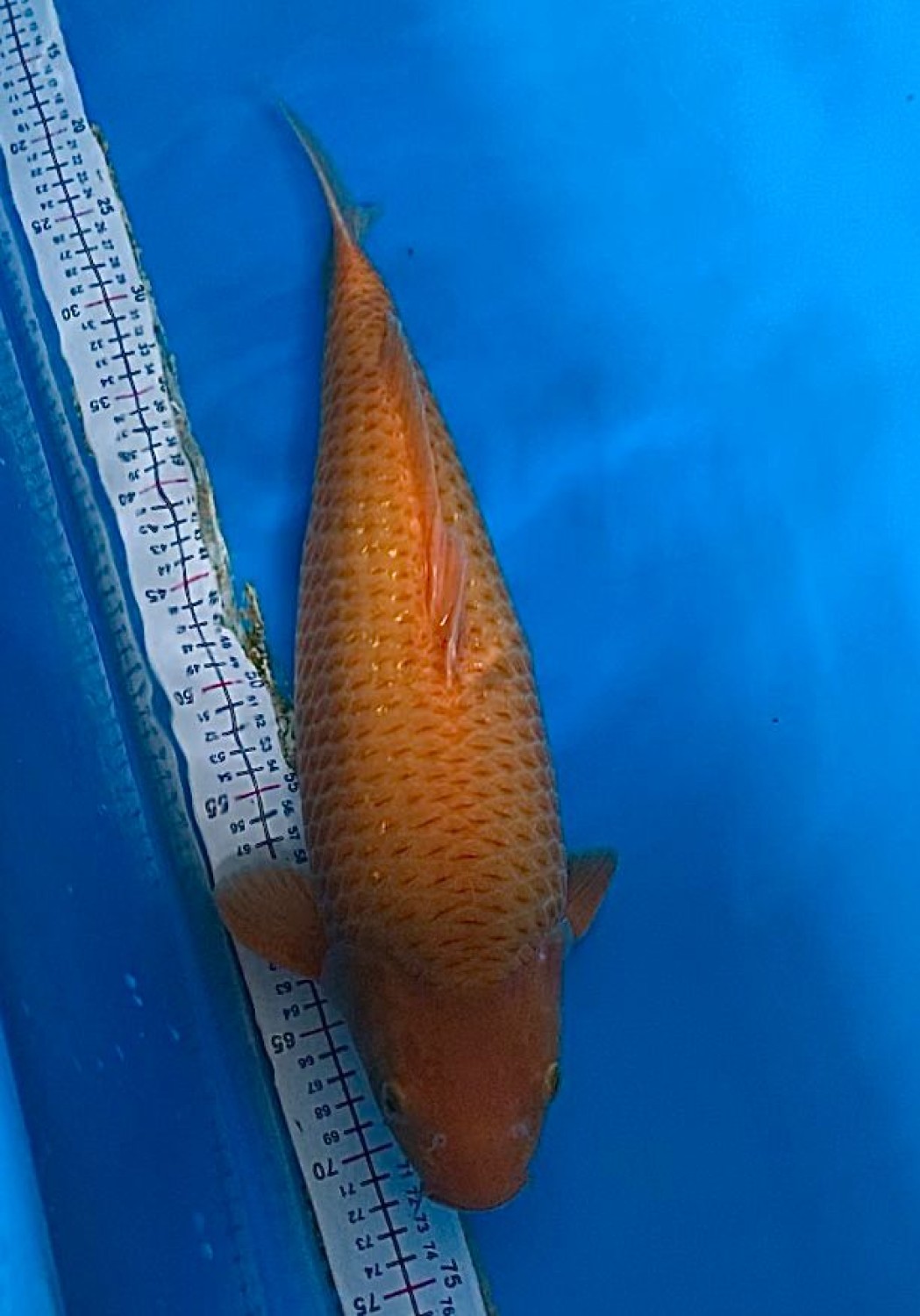 Juara 4