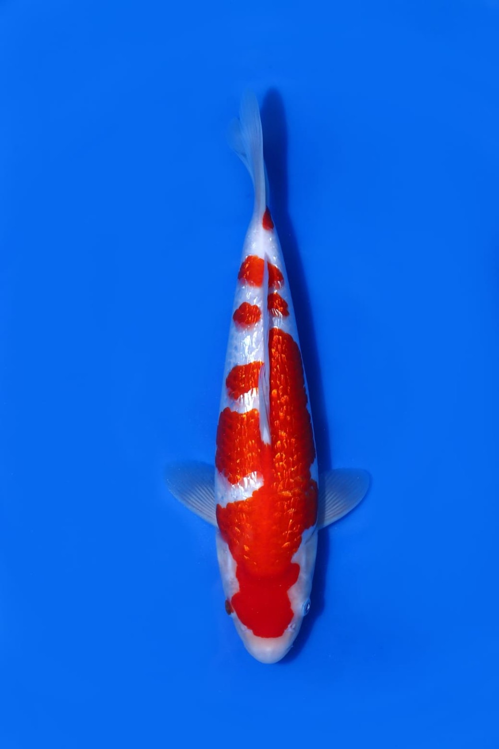 Juara 2