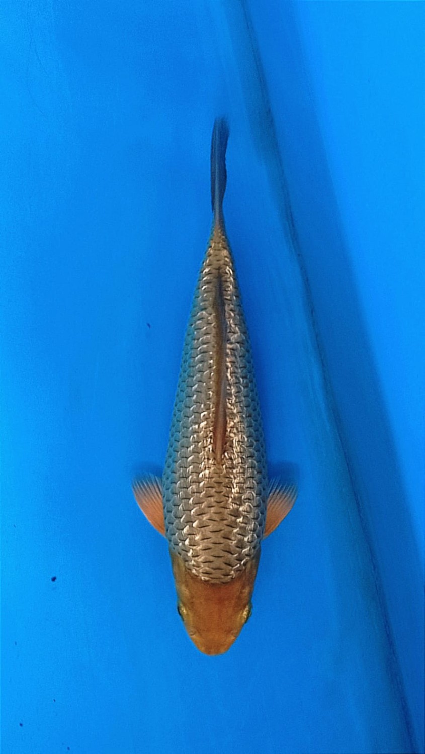 Juara 3